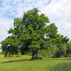 EIche