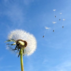 Pusteblume